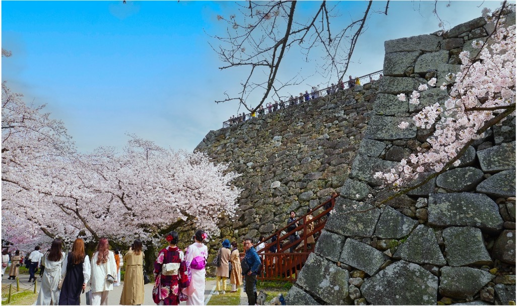 日本の桜シリーズ（福岡城）